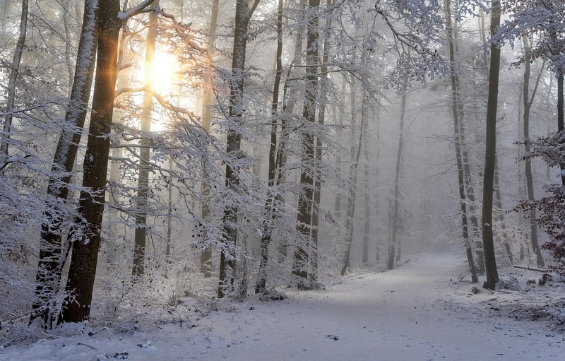 Mystical Forest Clearing