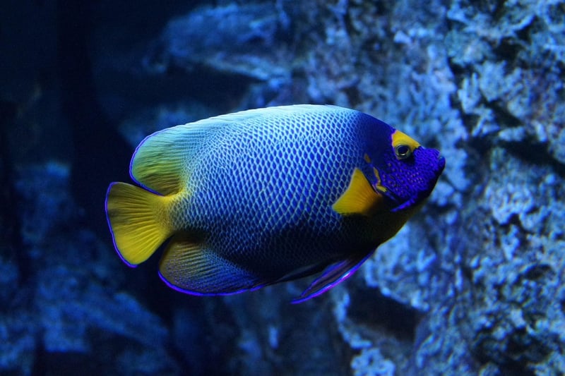 Underwater Wonderland